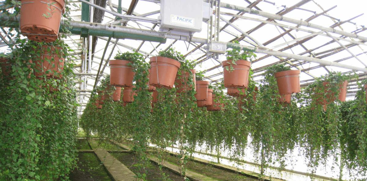 Schuberts Nursery05