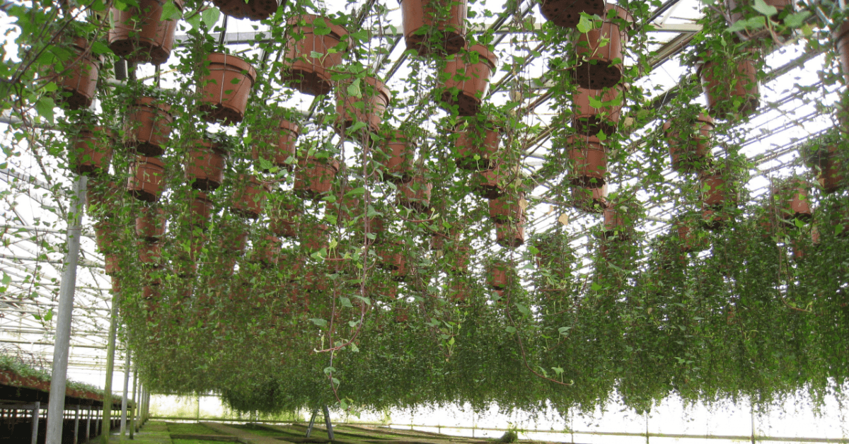 Schuberts Nursery06