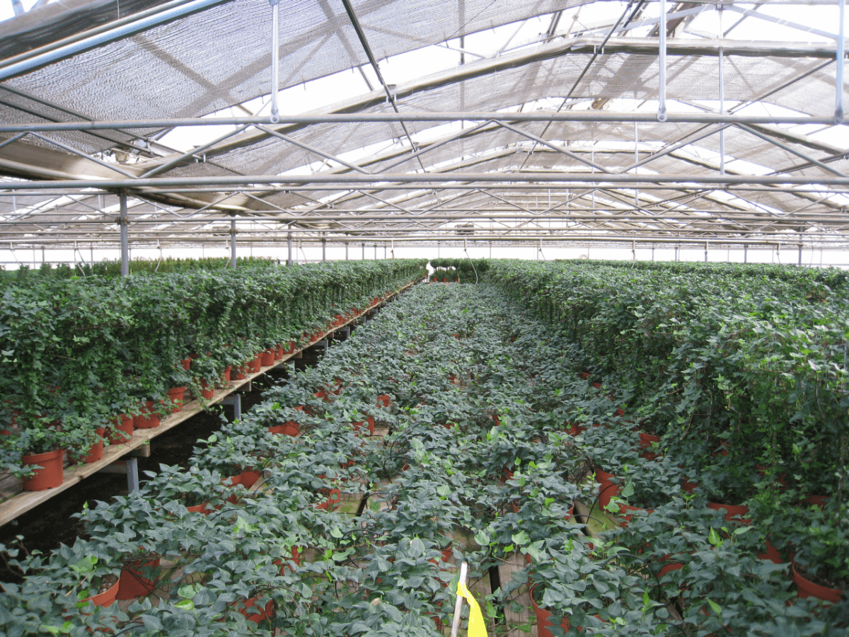 Schuberts Nursery07