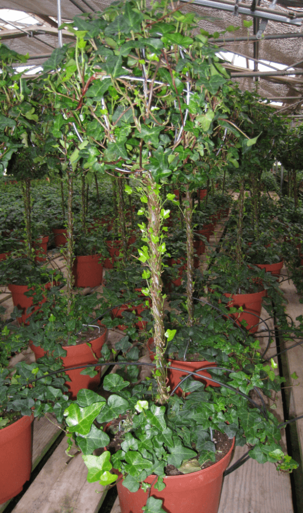 Schuberts Nursery08