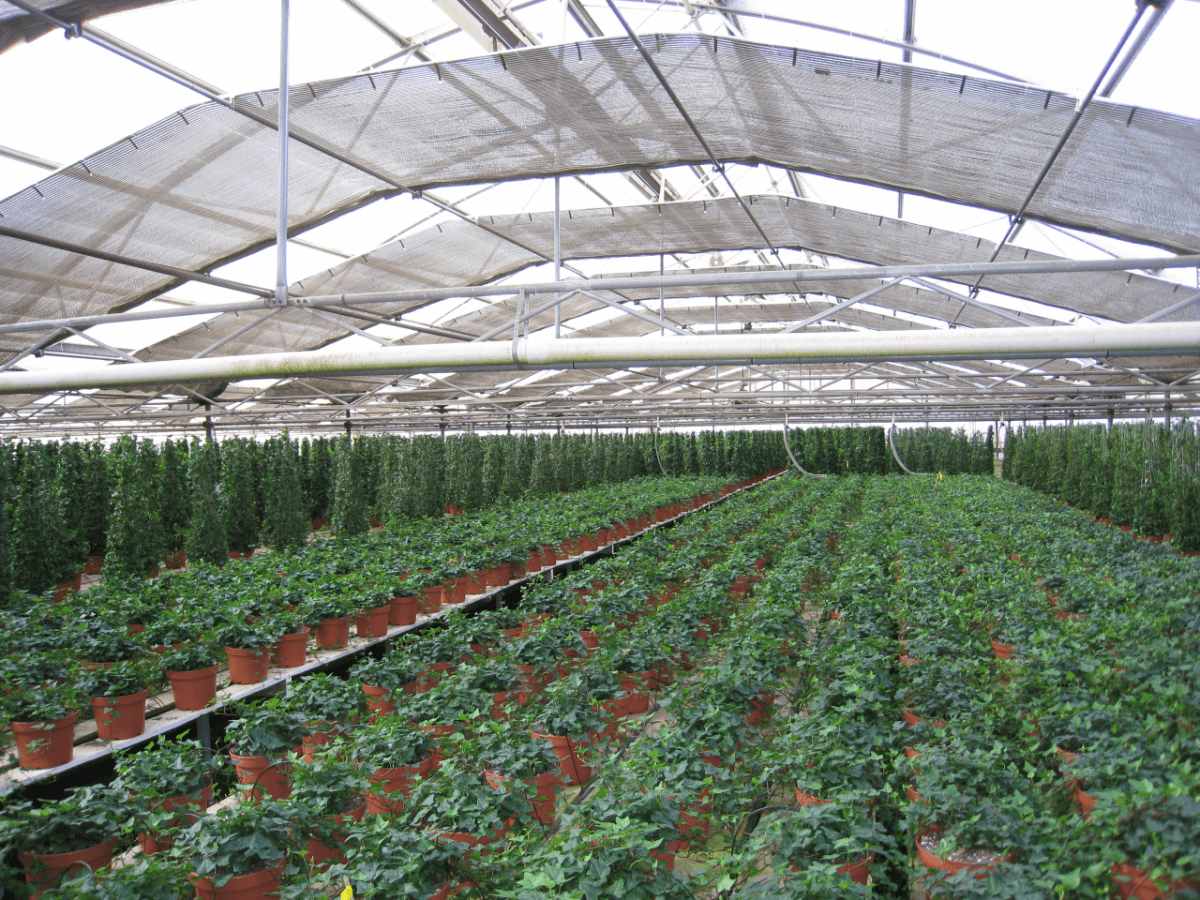Schuberts Nursery09