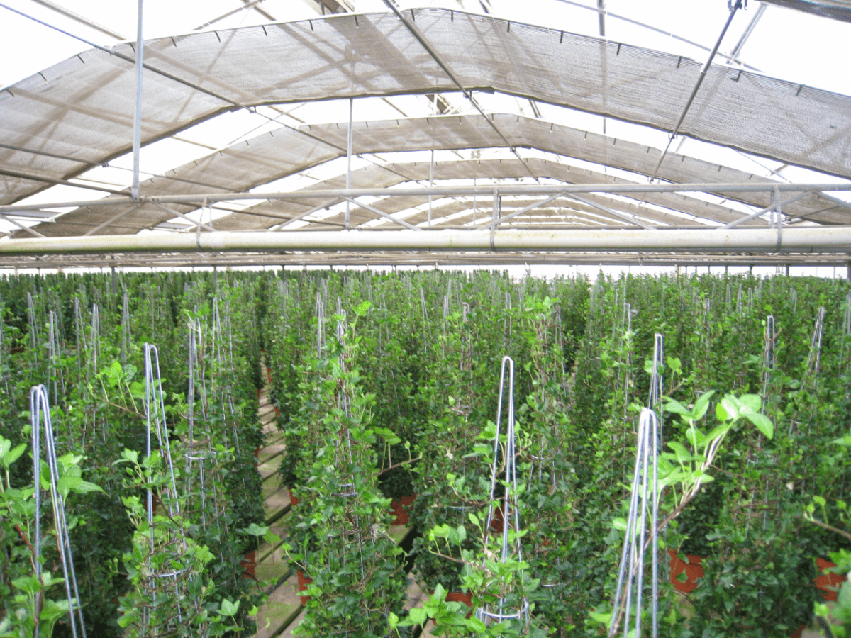 Schuberts Nursery10