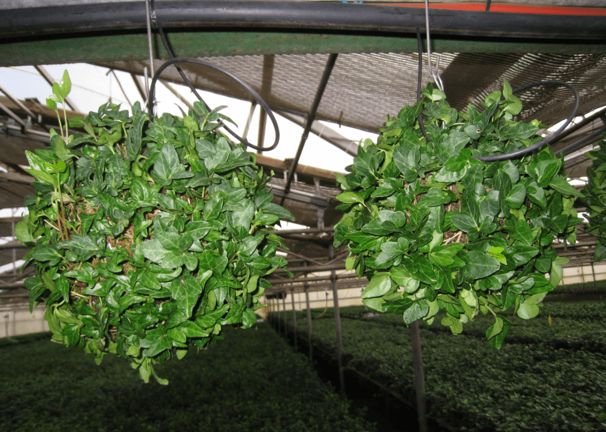 Schuberts Nursery11