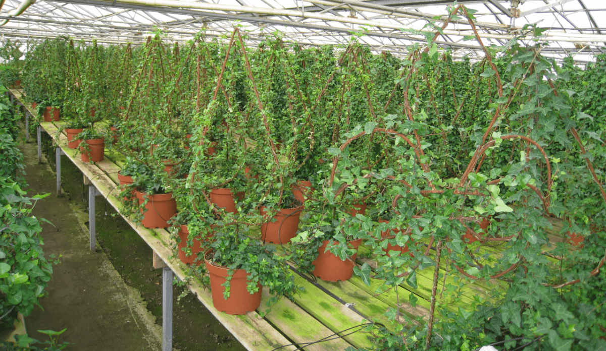 Schuberts Nursery12