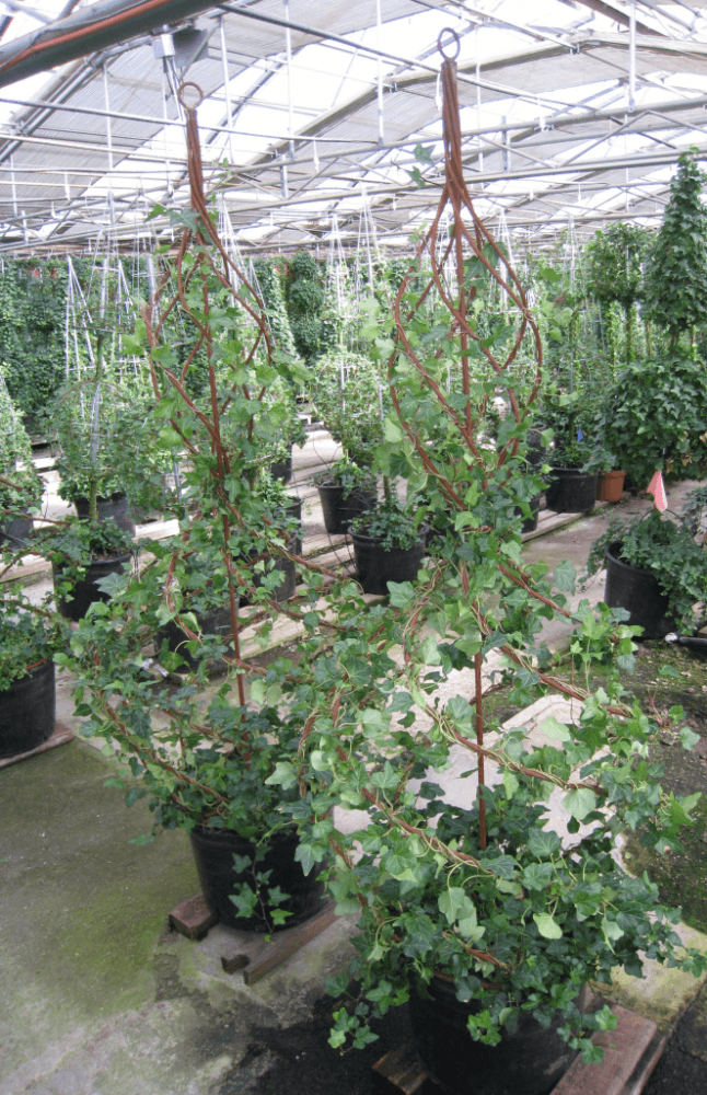 Schuberts Nursery13