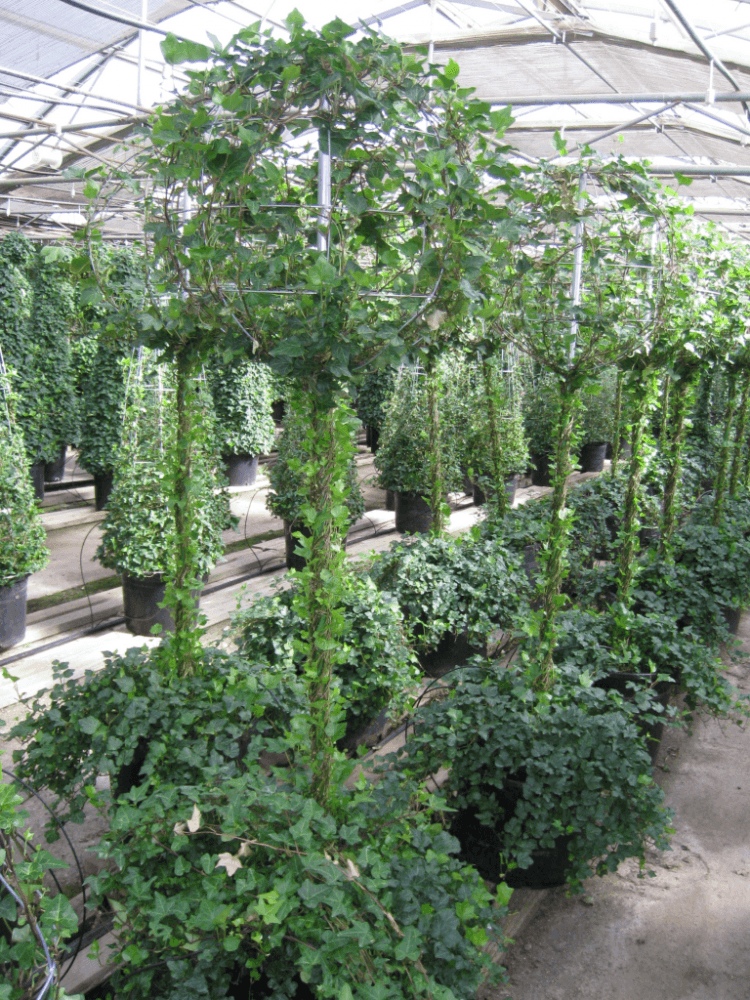 Schuberts Nursery14