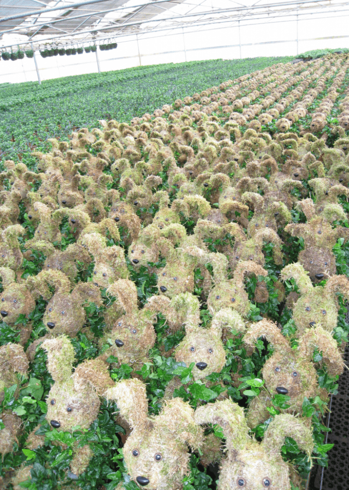 Schuberts Nursery18