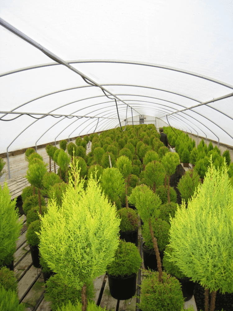 Schuberts Nursery20
