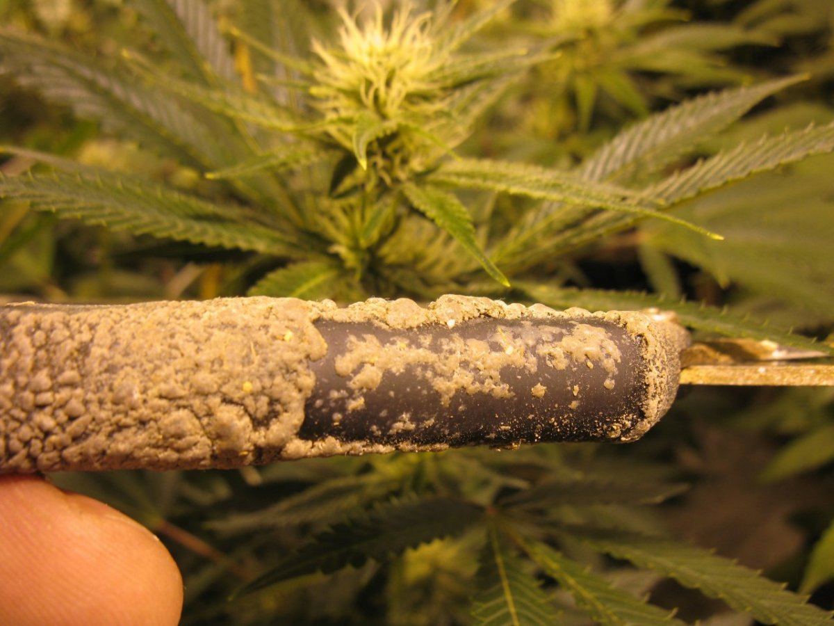 Scissors n nugz 002