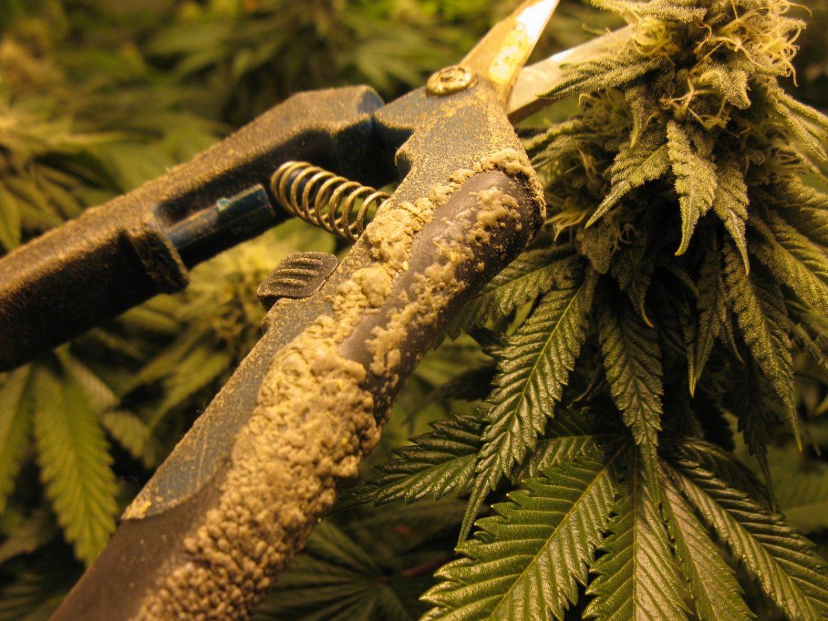 Scissors n nugz 005