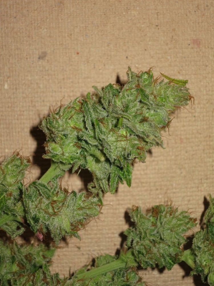 SCMKNUG sf