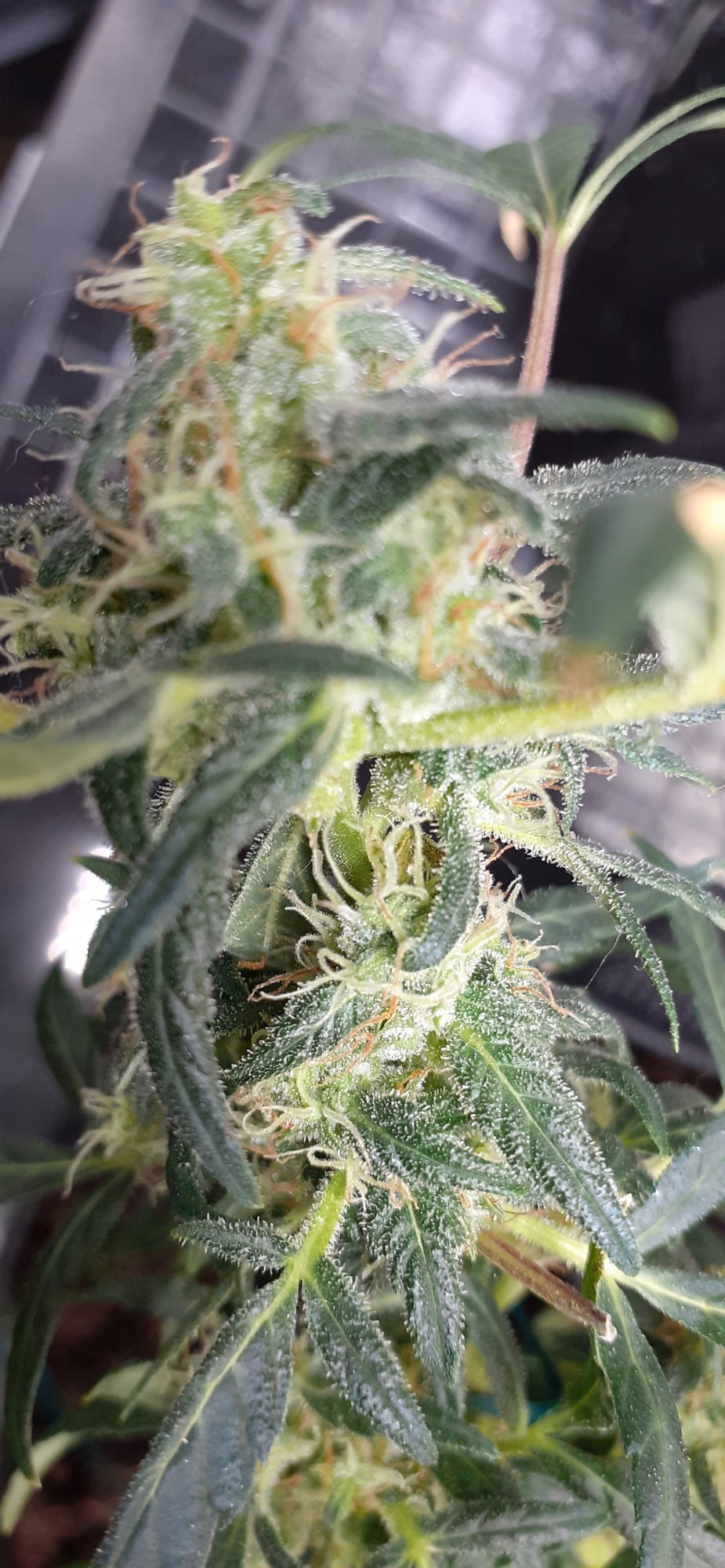 Scottish grower 3