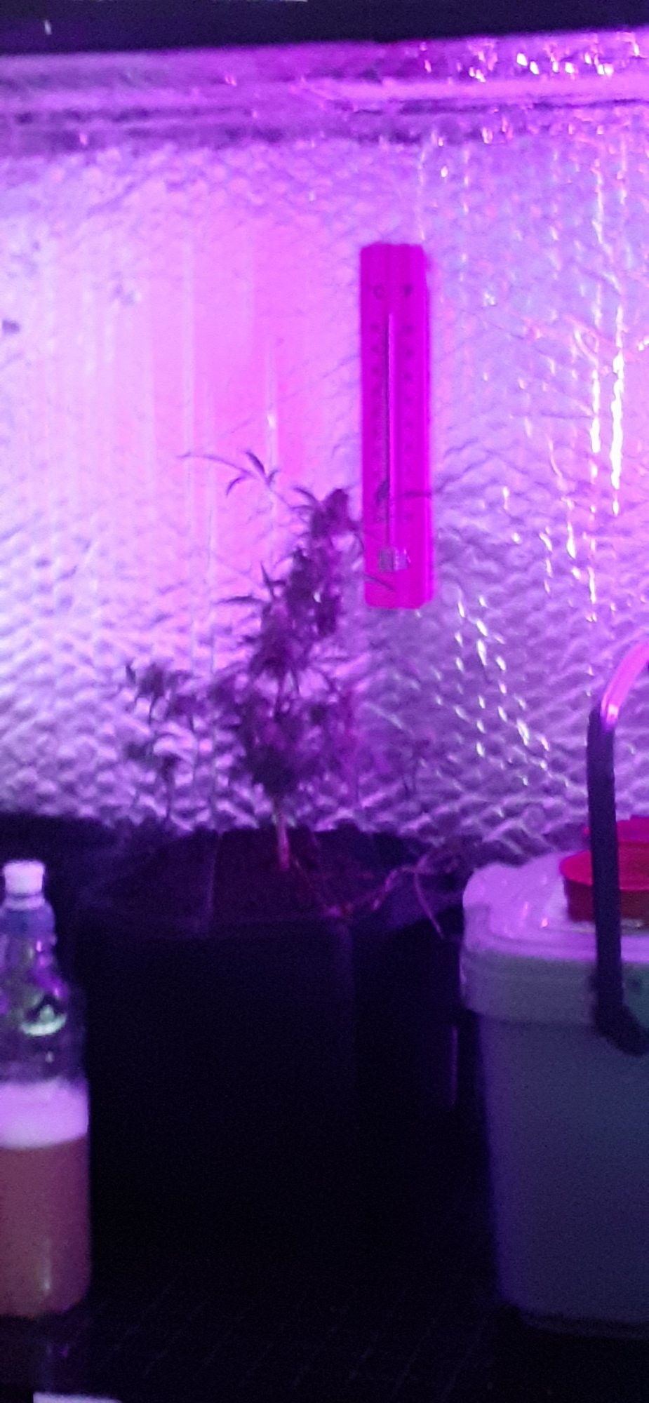 Scottish grower 4