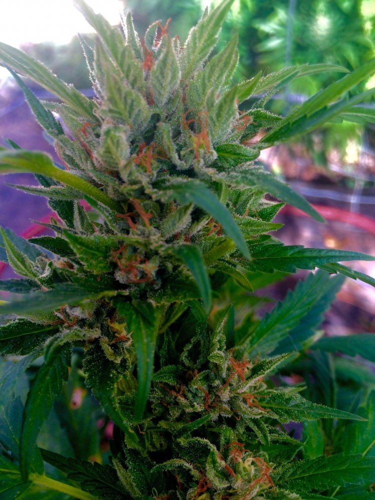 Scotts og