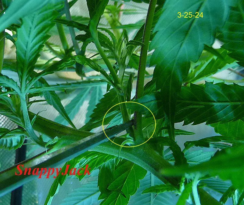 SCR 3 25 24 A