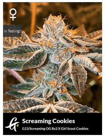 Screaming Cookies