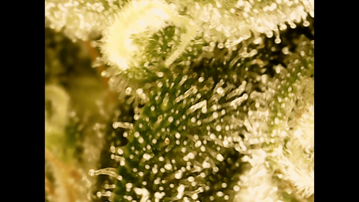 Screenshot 88