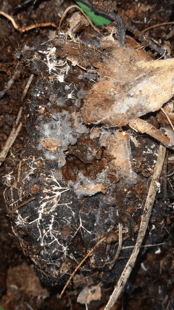 Screenshot 2016 07 31 10 49 10