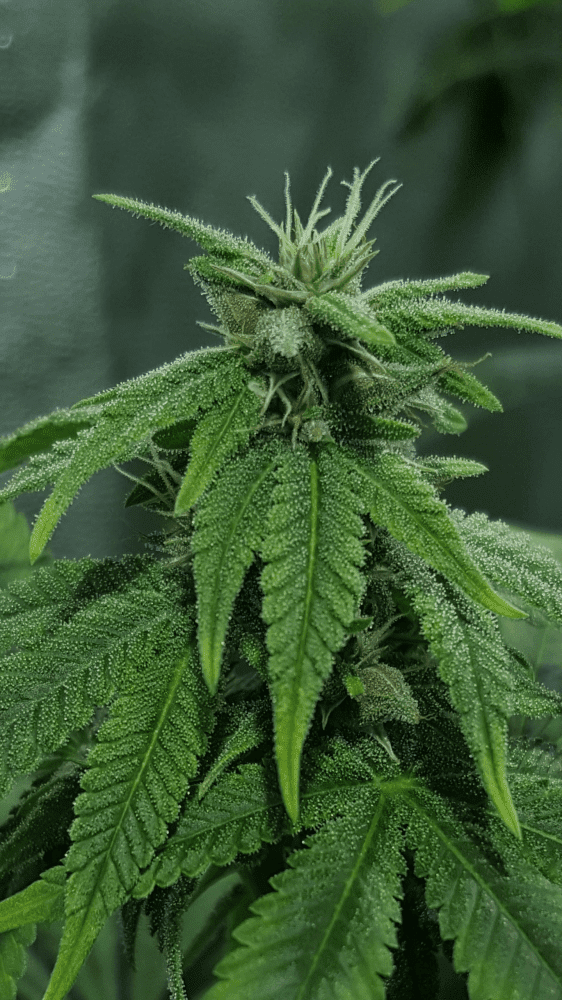 Screenshot 20170903 235528