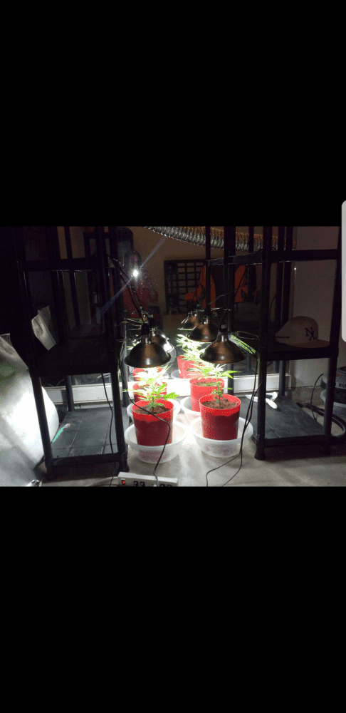 Screenshot 20171216 160325