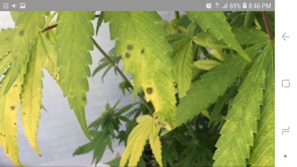 Screenshot 20190702 204608 Chrome