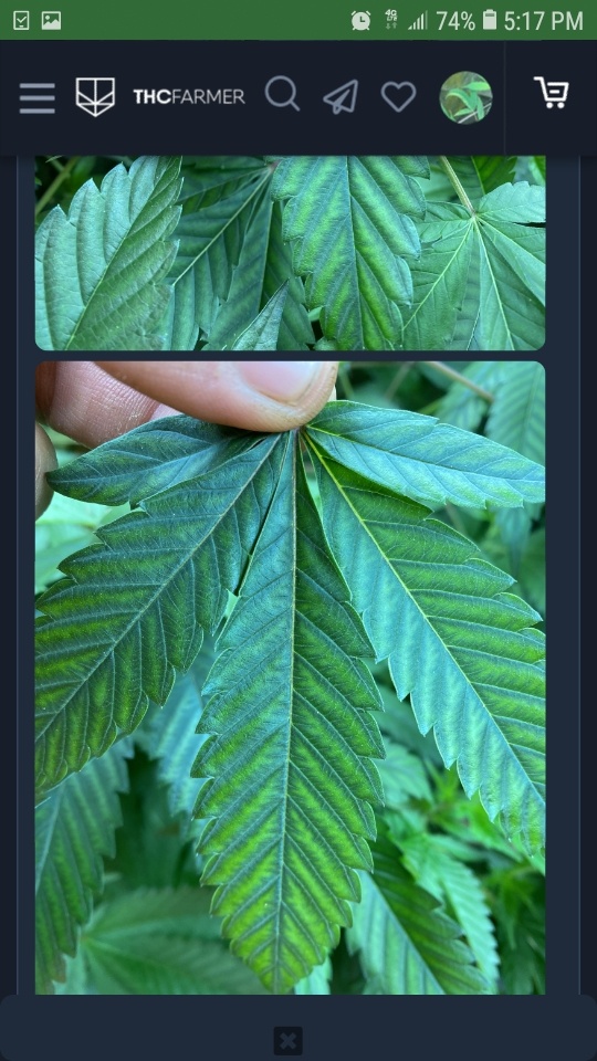 Screenshot 20200602 171702 Chrome