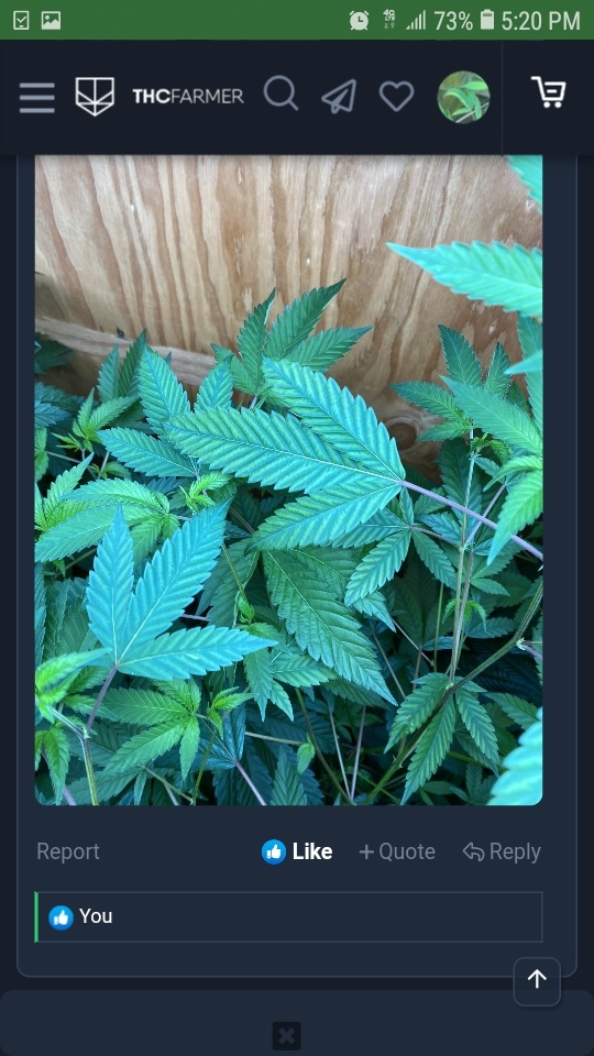 Screenshot 20200602 172047 Chrome