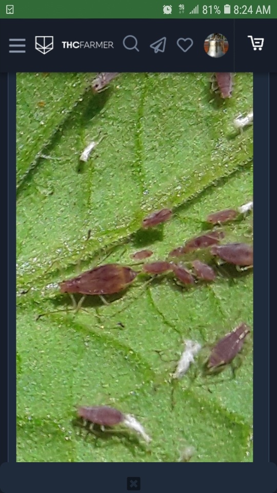 Screenshot 20200712 082454 Chrome