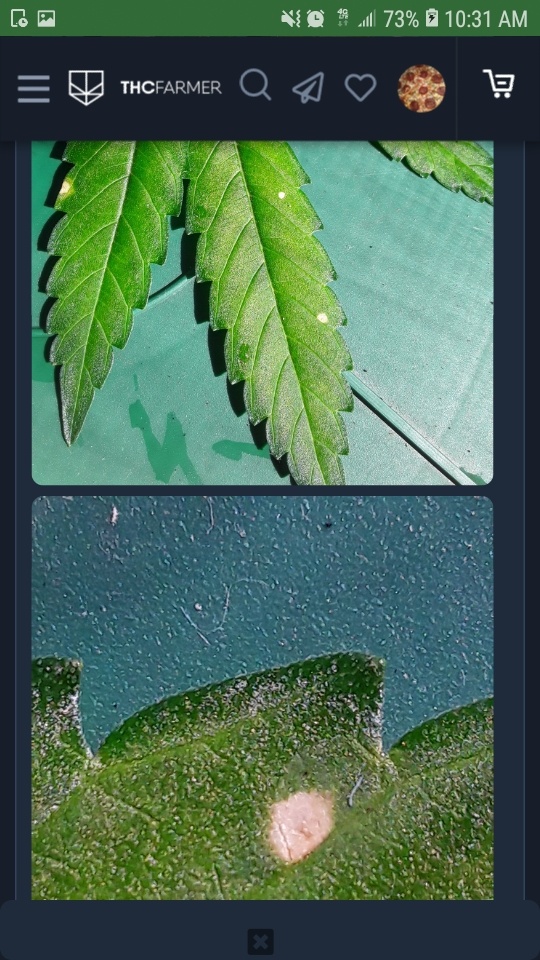 Screenshot 20200717 103134 Chrome