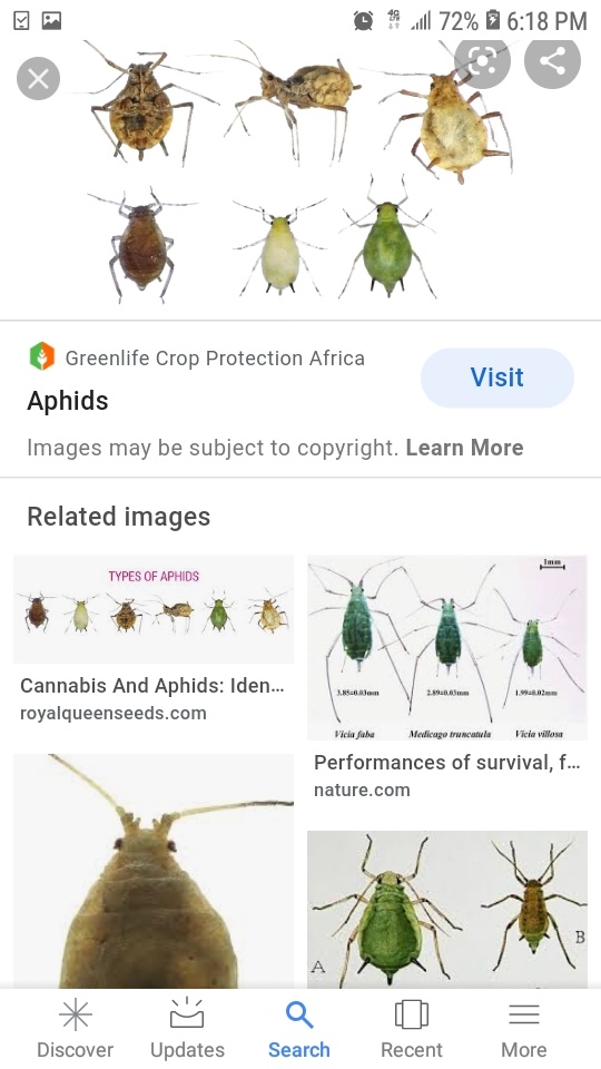 Screenshot 20200819 181831 Google