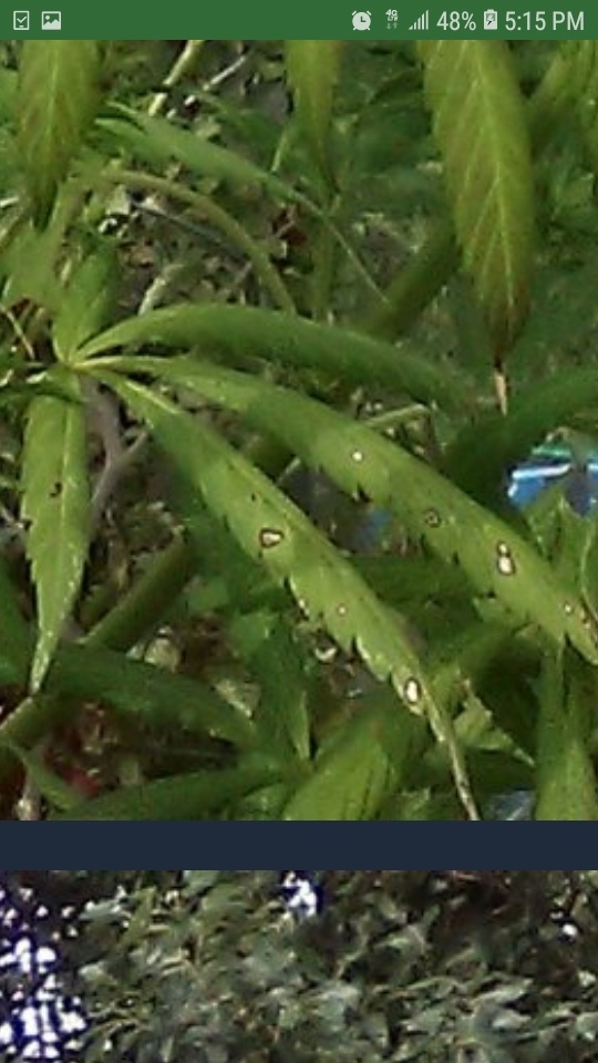 Screenshot 20200823 171550 Chrome