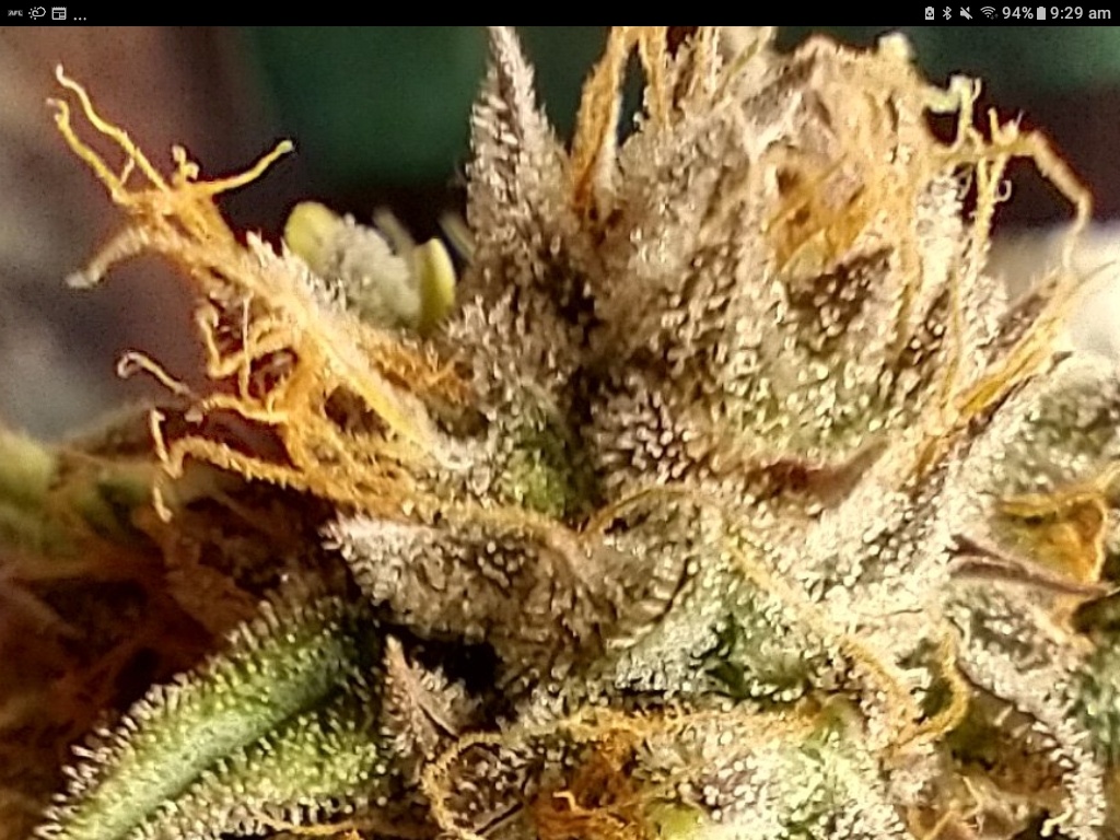 Screenshot 20201116 092908