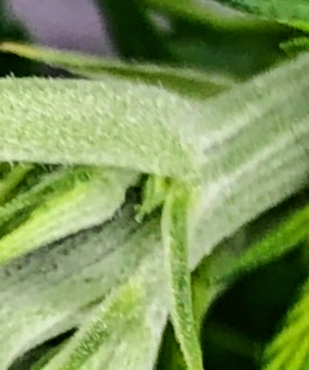 Screenshot 20201203 2044442