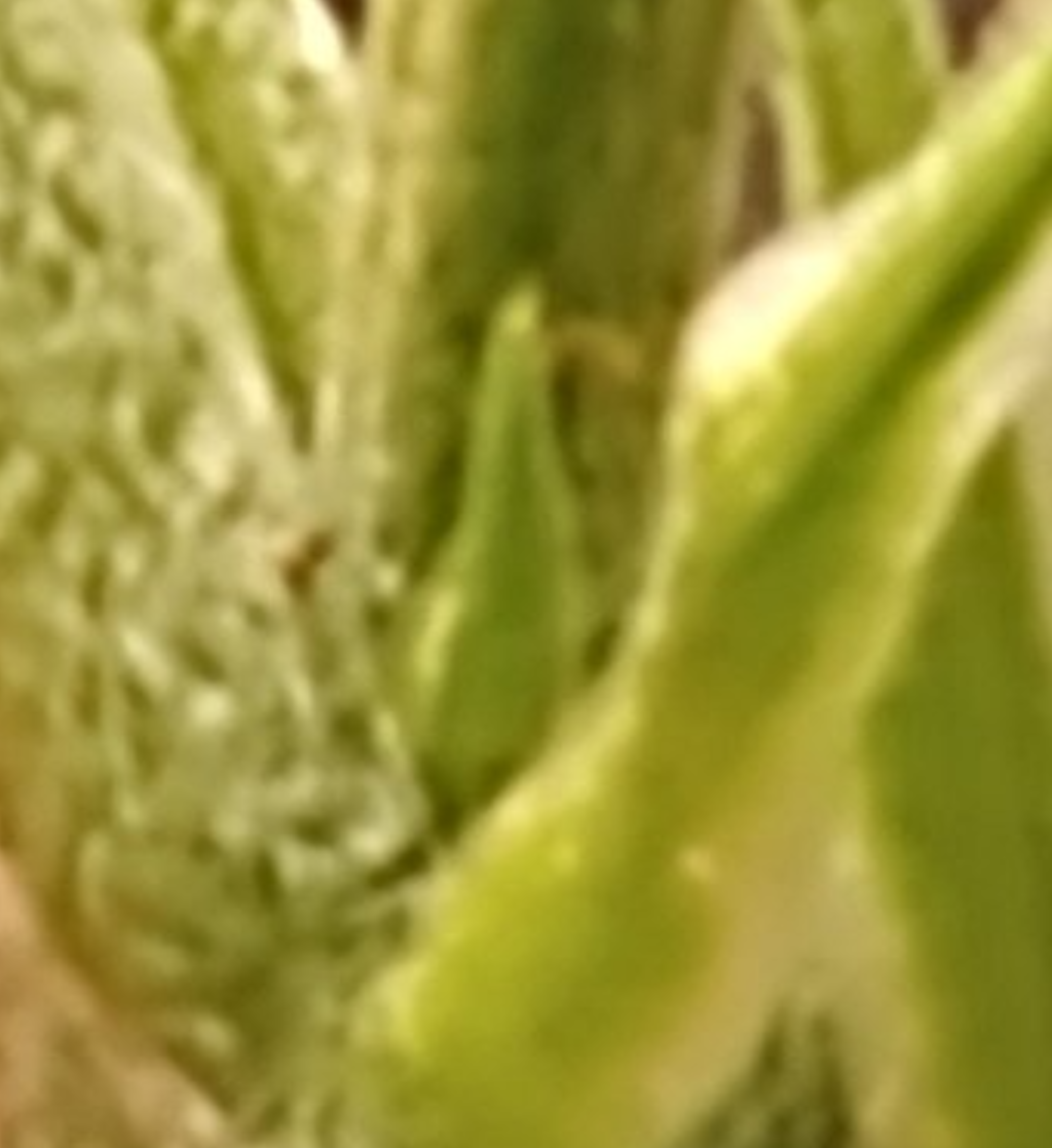 Screenshot 20210127 1759002