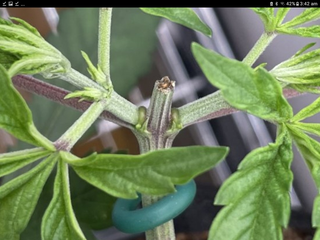 Screenshot 20210709 034219