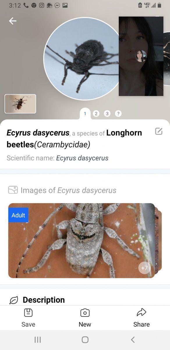 Screenshot 20220327 151258 Picture Insect