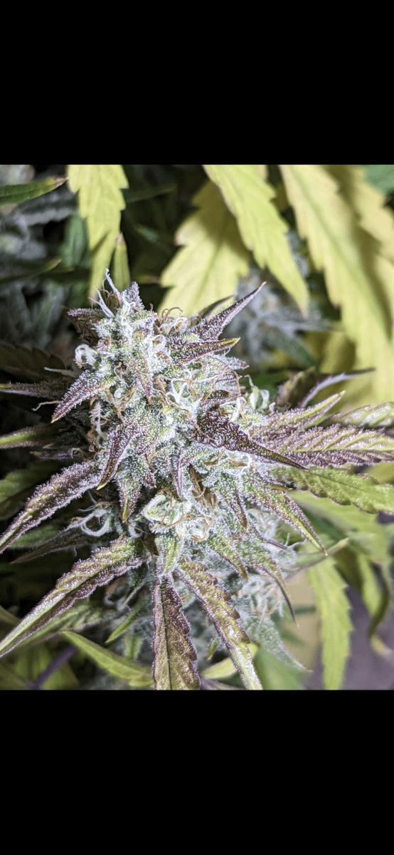 Screenshot 20220725 103209