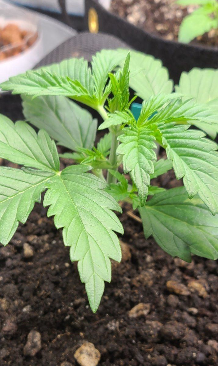 Screenshot 20231020 002422 Gallery