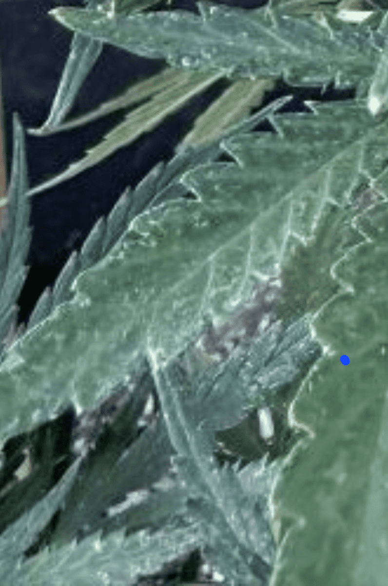 Screenshot 20240812 173414