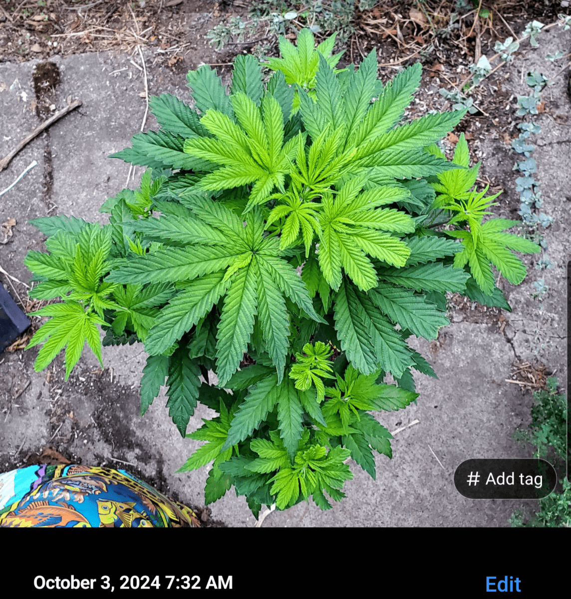 Screenshot 20241003 091937