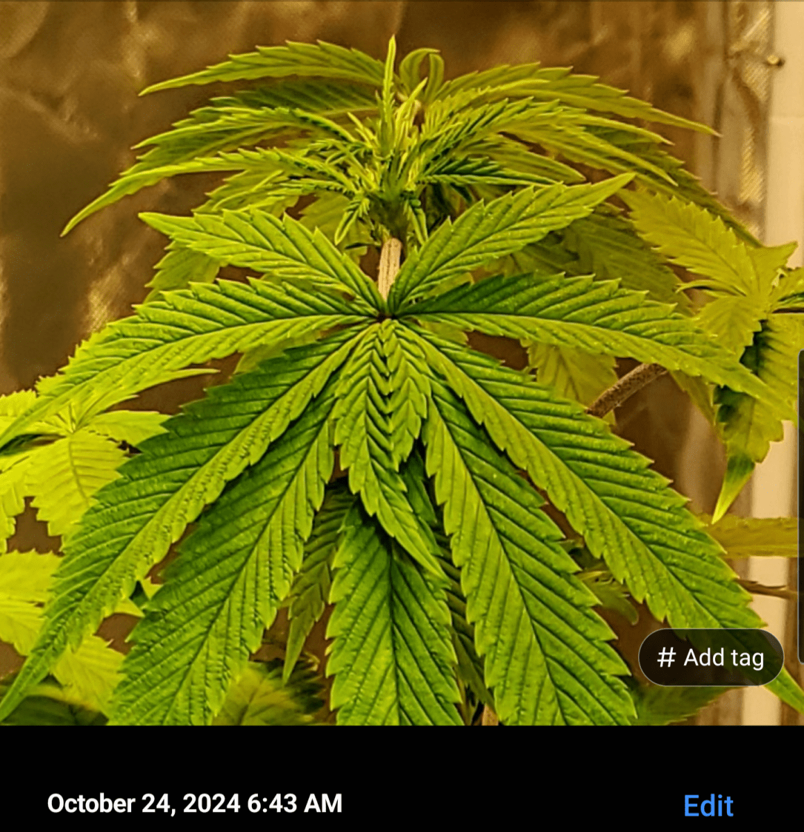 Screenshot 20241024 065453