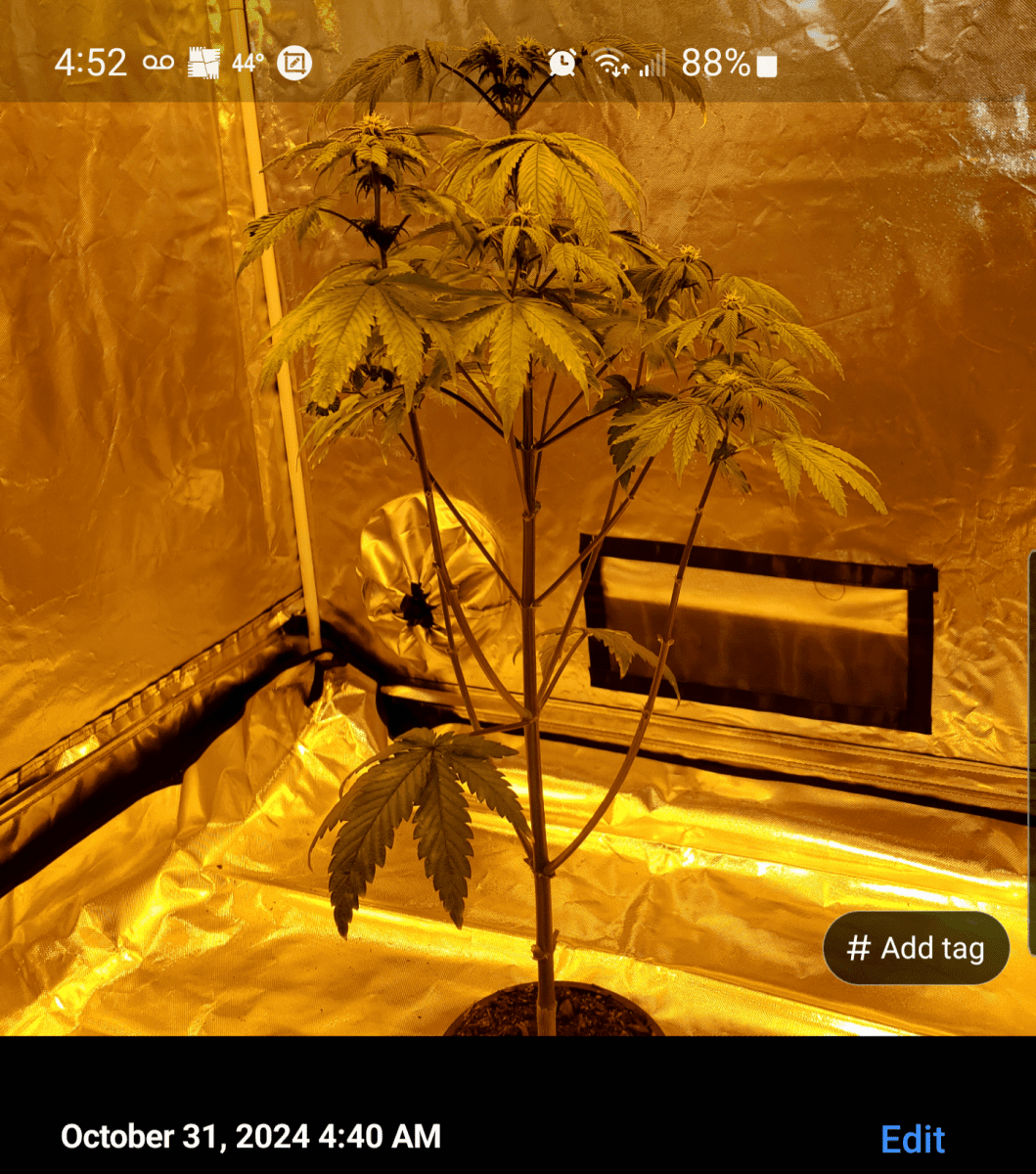 Screenshot 20241031 045230