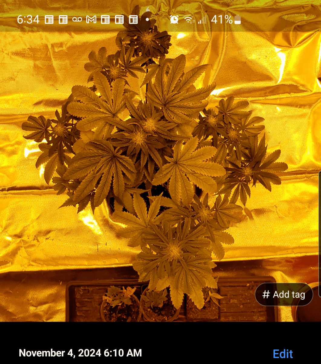 Screenshot 20241104 063405