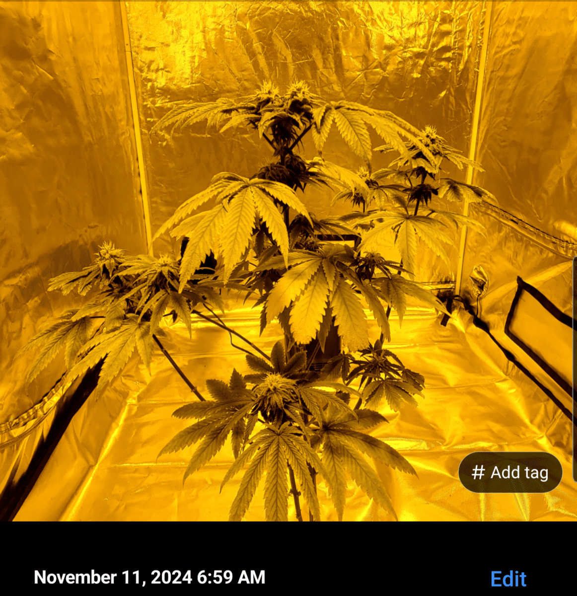 Screenshot 20241111 070949