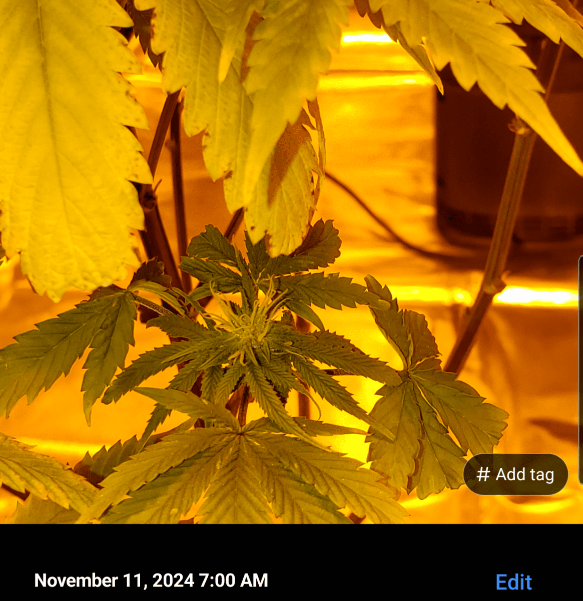 Screenshot 20241111 071041
