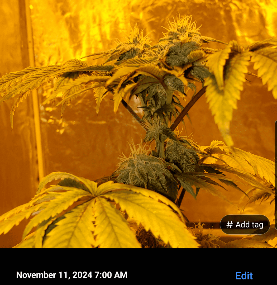 Screenshot 20241111 071122
