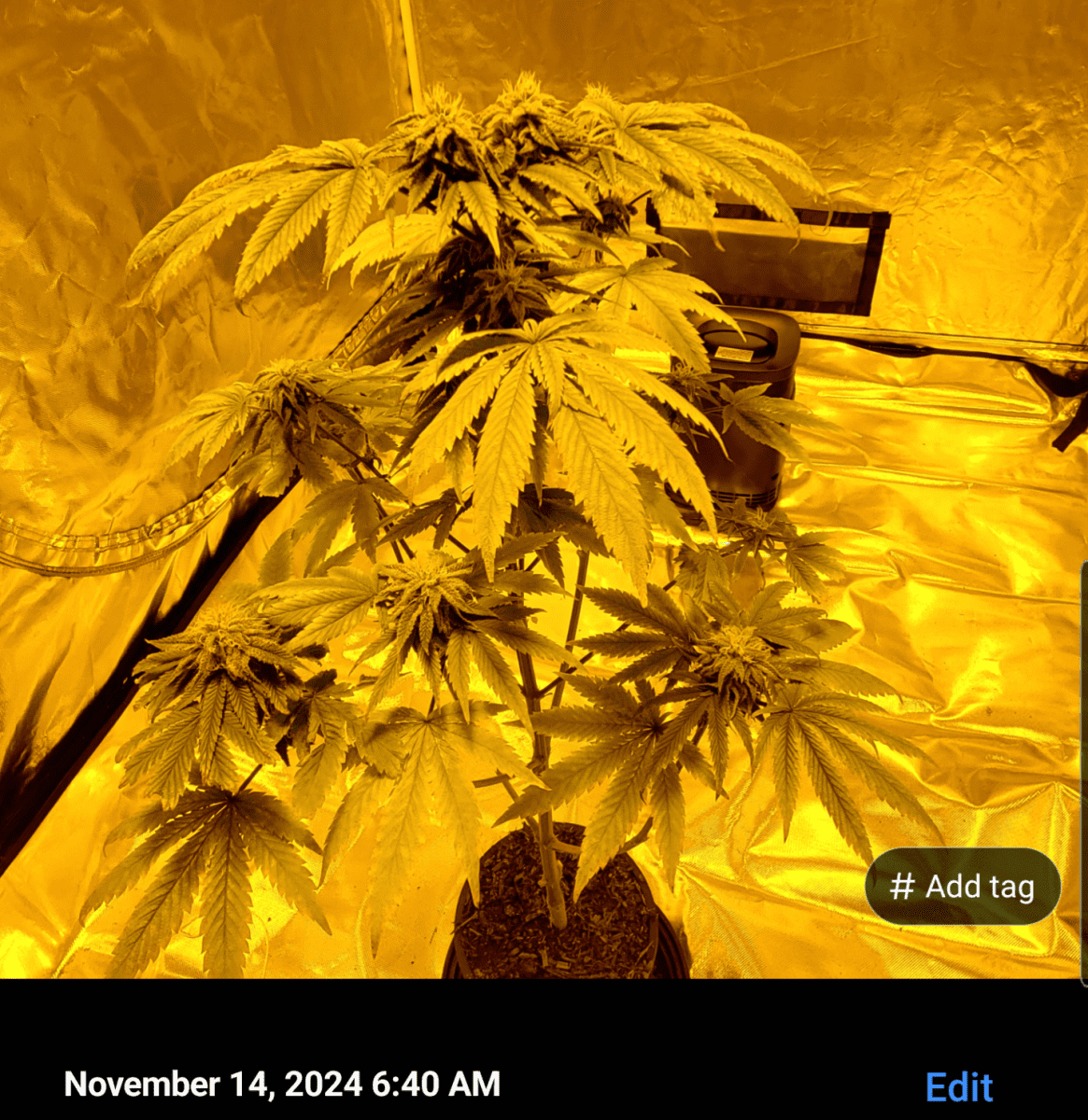 Screenshot 20241114 074244