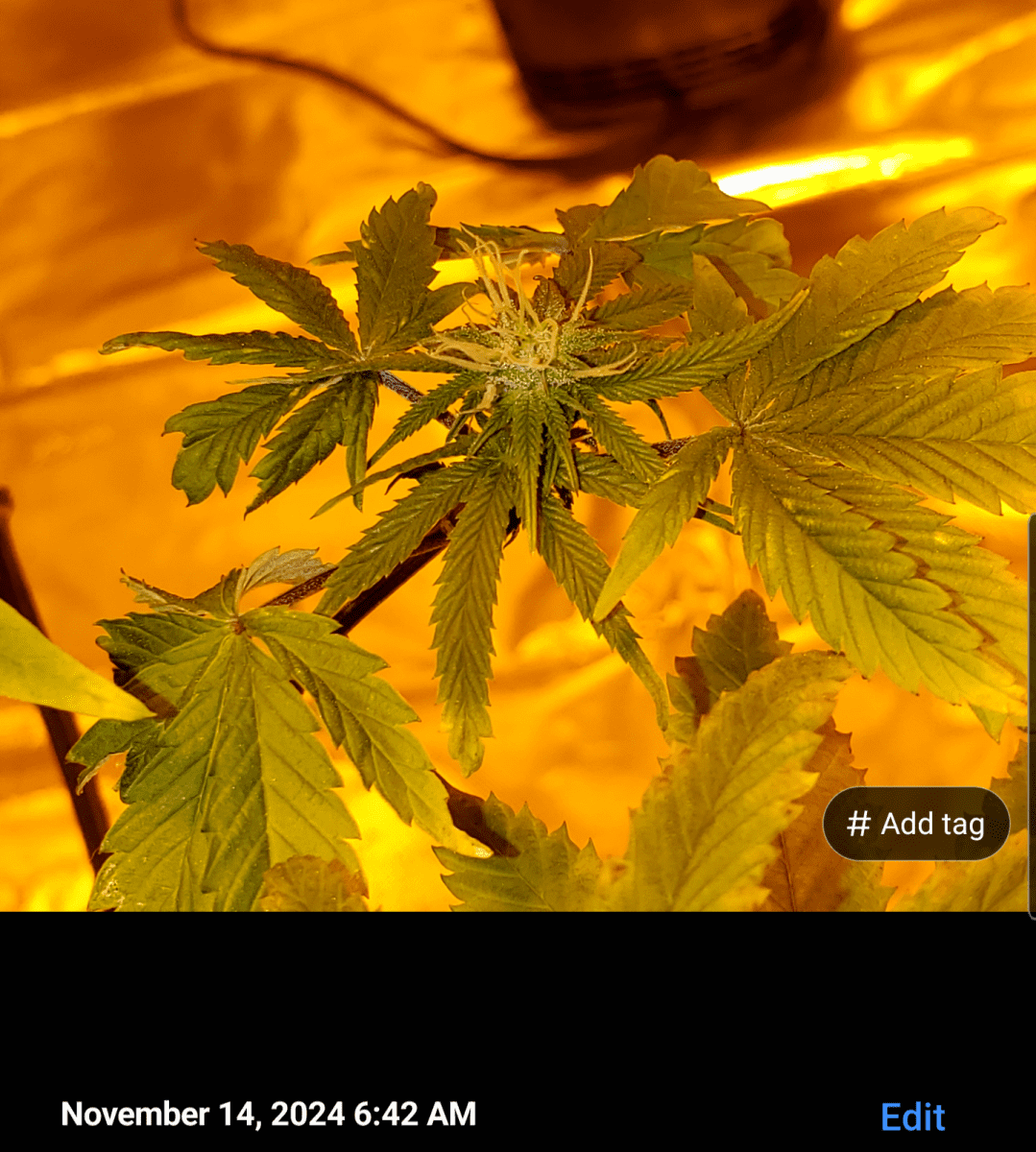 Screenshot 20241114 074336