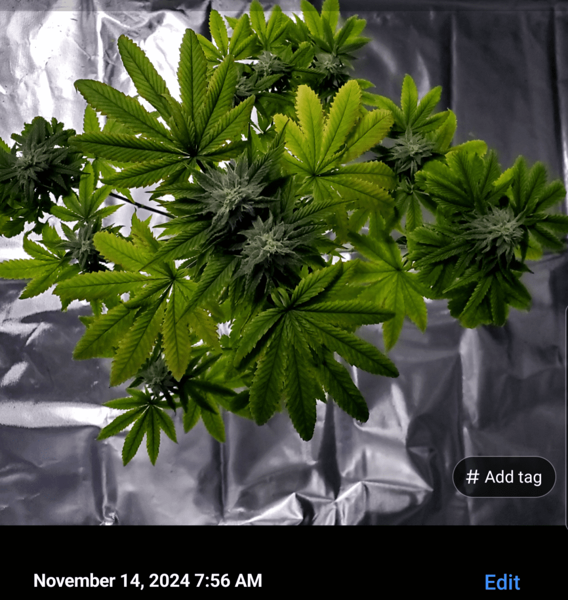 Screenshot 20241114 080700