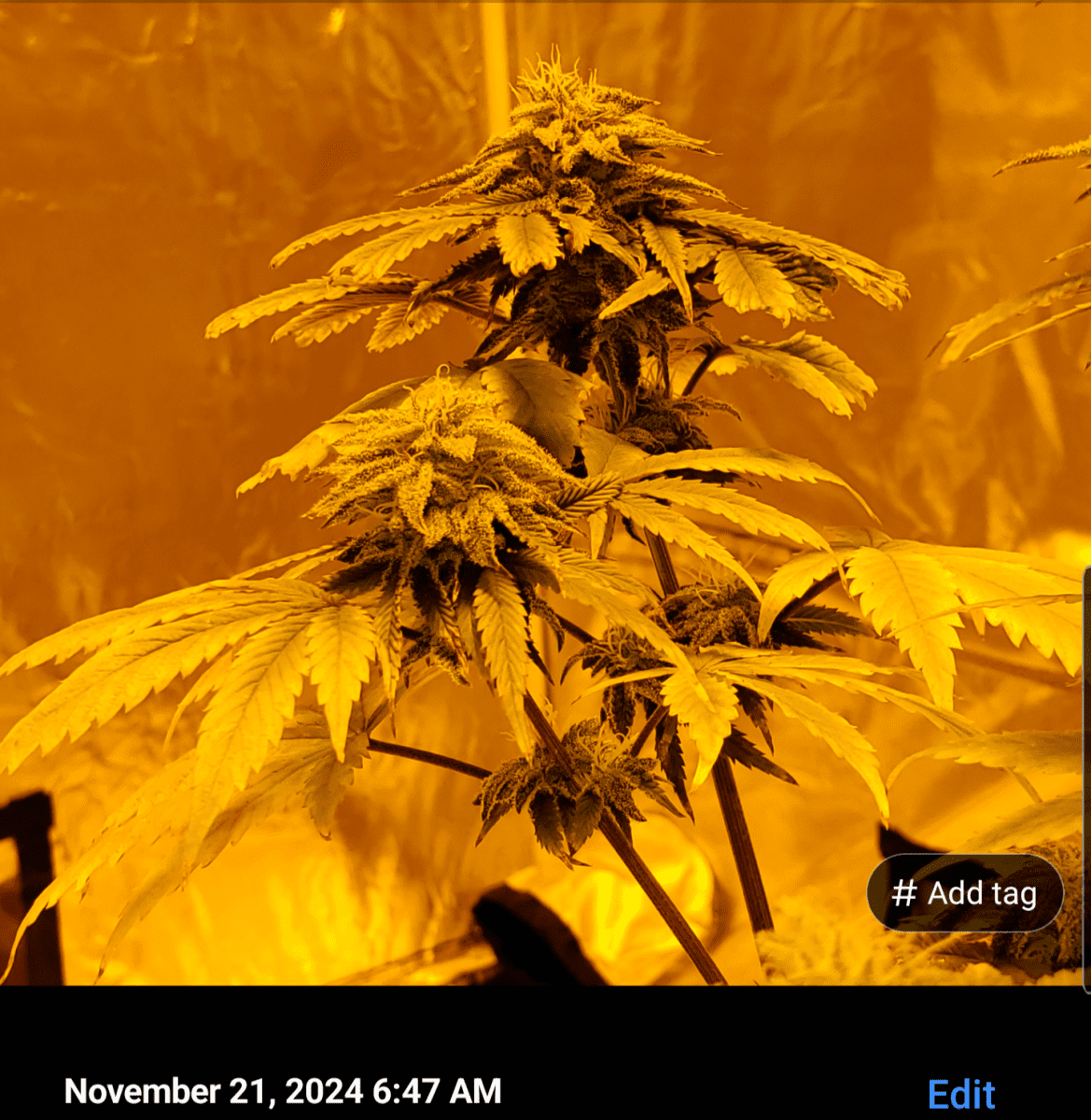 Screenshot 20241121 071031